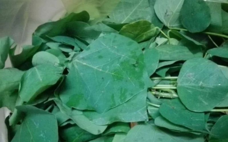Chuẩn bị lá vông