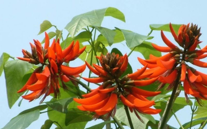 Hoa của cây lá vông mọc thành chùm dày, màu đỏ tươi, thường mọc ở kẽ lá và đầu cành và thường nở trước khi cây ra lá.Quả hình quả đậu, màu đenm thắt lại ở gốc và giữa các hạt, mỗi quả chứa từ 4 đến 8 hạt hình thận có màu đỏ hoặc nâu.