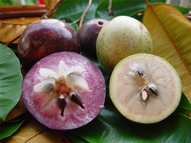 Vú sữa - Ngân hàng dinh dưỡng từ thiên nhiên
