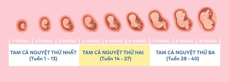 Tính tuổi thai theo tuần giúp theo dõi từng giai đoạn phát triển thai nhi