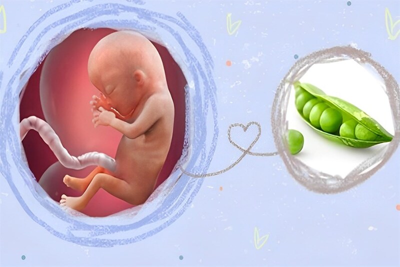 Hình ảnh siêu âm thai nhi 13 tuần tuổi mẹ cần biết! Chi tiết