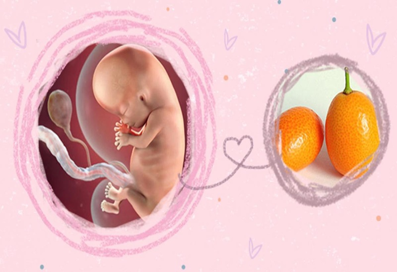 Hình ảnh siêu âm thai 10 tuần tuổi phát triển như thế nào?