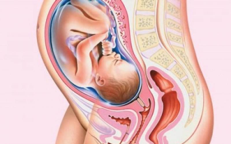 Thai tháng 8 tuần 29 đến 32 tăng cân nhanh mỡ dưới da hình thành não và cơ xương phát triển Thai tháng 8 tuần 29 đến 32 tăng cân nhanh mỡ dưới da hình thành não và cơ xương phát triển