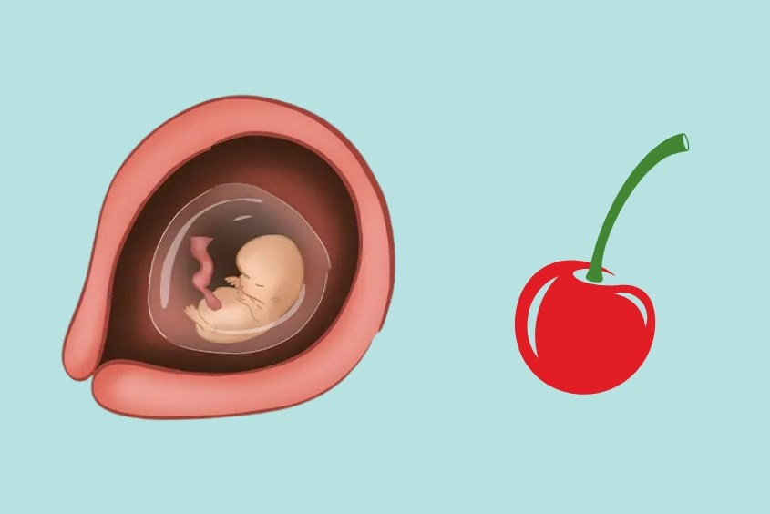 Hình ảnh siêu âm thai nhi 9 tuần tuổi thay đổi như thế nào?